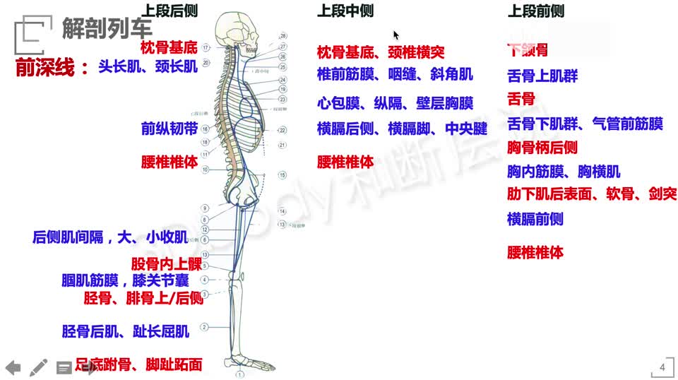 解剖列车 详解 深度分析肌筋膜经线 学习视频教程 腾讯课堂